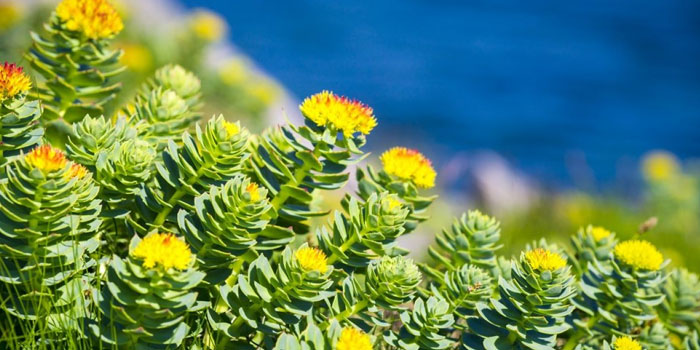 rhodiola